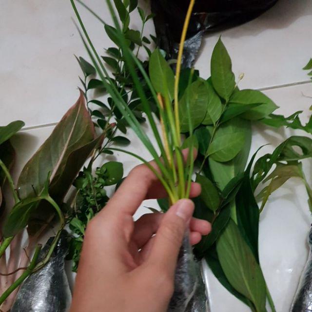 Tanaman Hias Lily Hujan-kucay Tulip - Pohon Lili Hujan