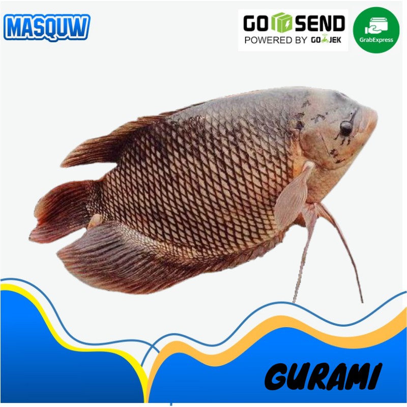 

IKAN GURAMI GURAME SEGAR FROZEN FRESH TERMURAH BELANJA IKAN ONLINE SIDOARJO SURABAYA MASQUW