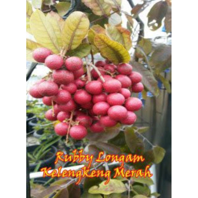 bibit kelengkeng lengkeng merah kelengkeng  merah - WISATA AGROTANI