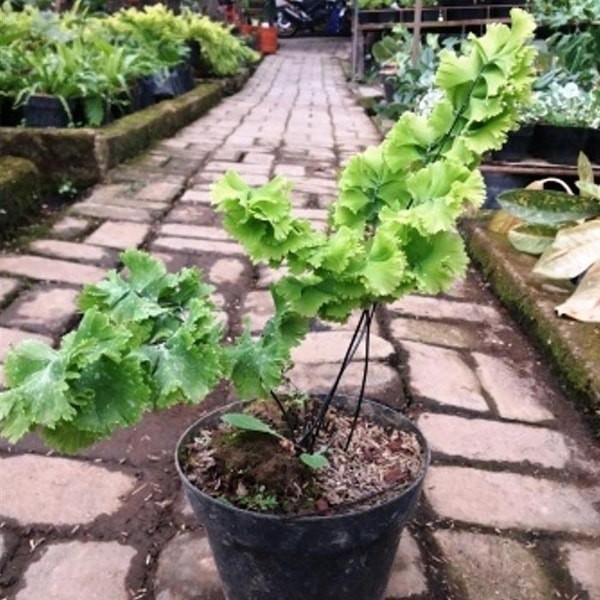 Bibit Tanaman Hias Suplir Seledri Shopee Indonesia