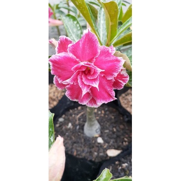 ADENIUM GRAFTING BUNGA TUMPUK / KAMBOJA JEPANG