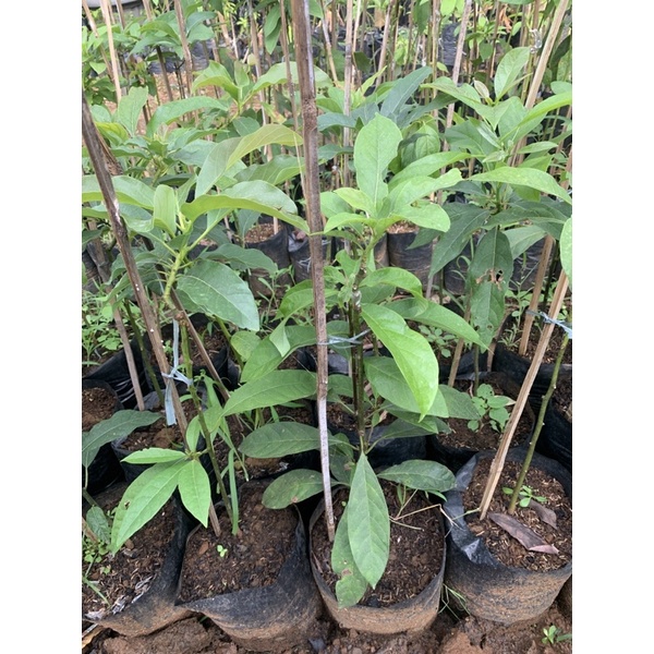 pohon buah alpukat hass alpukat import