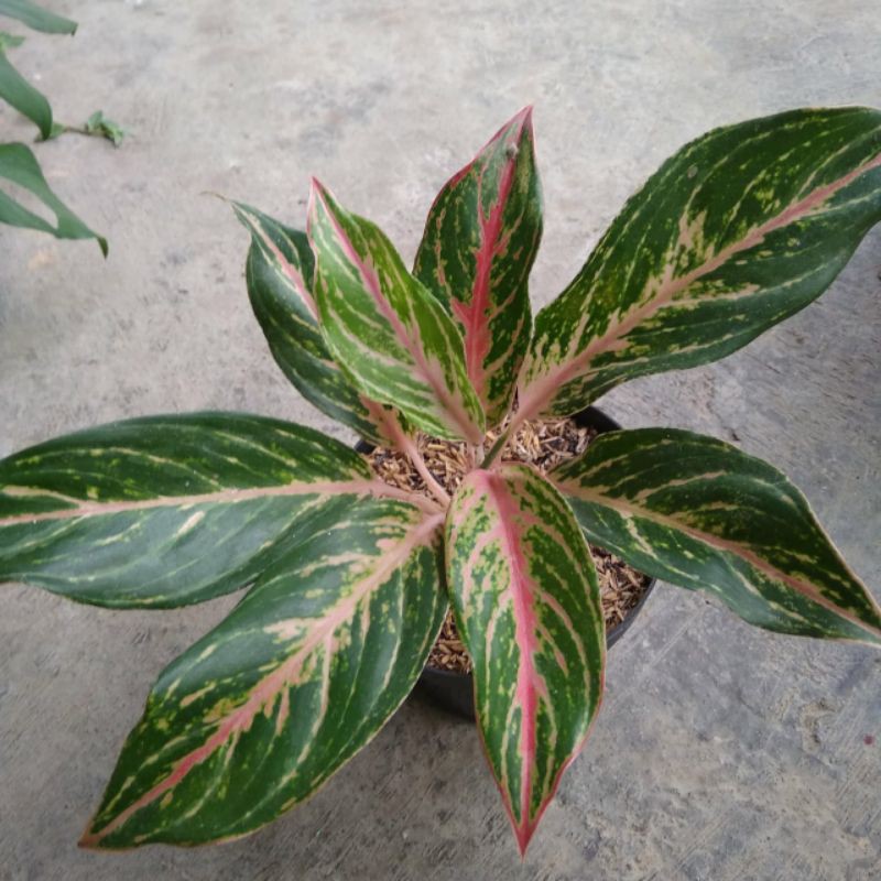 aglaonema butterfly