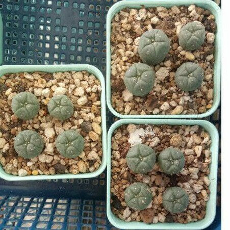 Kaktus lophophora williamsii isi 4