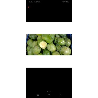 

mangga kopyor atau ubi keong 1kg manis kriuk