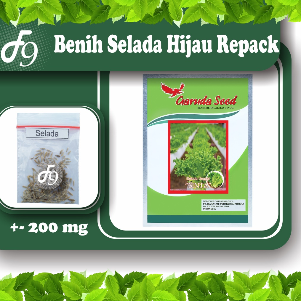 Benih Selada Bibit Selada Hijau Keriting Murah Repack Seribuan