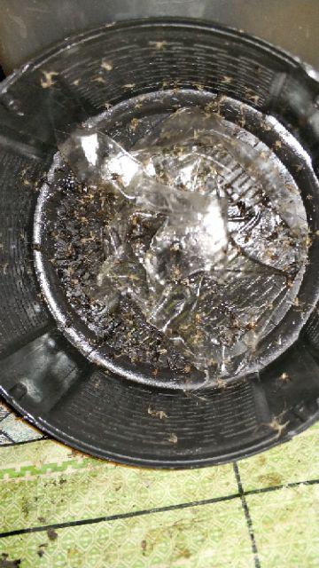 Taffware Pembasmi Jebakan Perangkap Nyamuk / Lalat / Kecoa