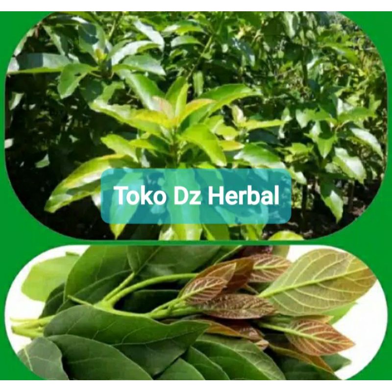 

Daun alpukat segar 500 gram petik langsung-az