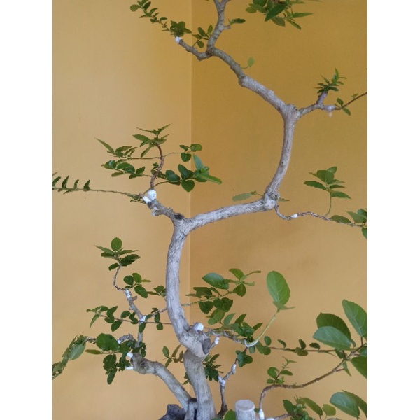 Bonsai Wacang (Wahong Laut X Sancang) | Bonsai Meliuk