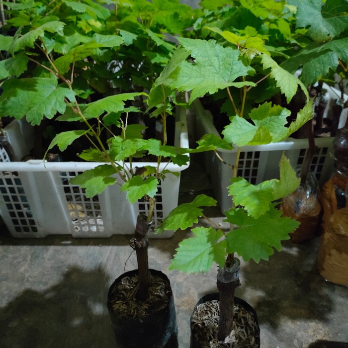 Bibit anggur import red romance hasil grafting