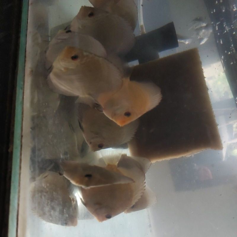 ikan Discus Lss UK 2,5