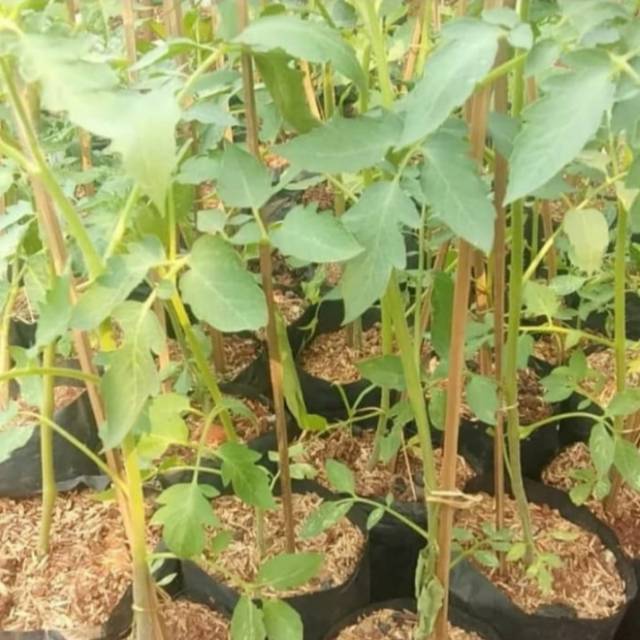 Pohon Tomat - Bibit Tanaman Pohon Buah Tomat