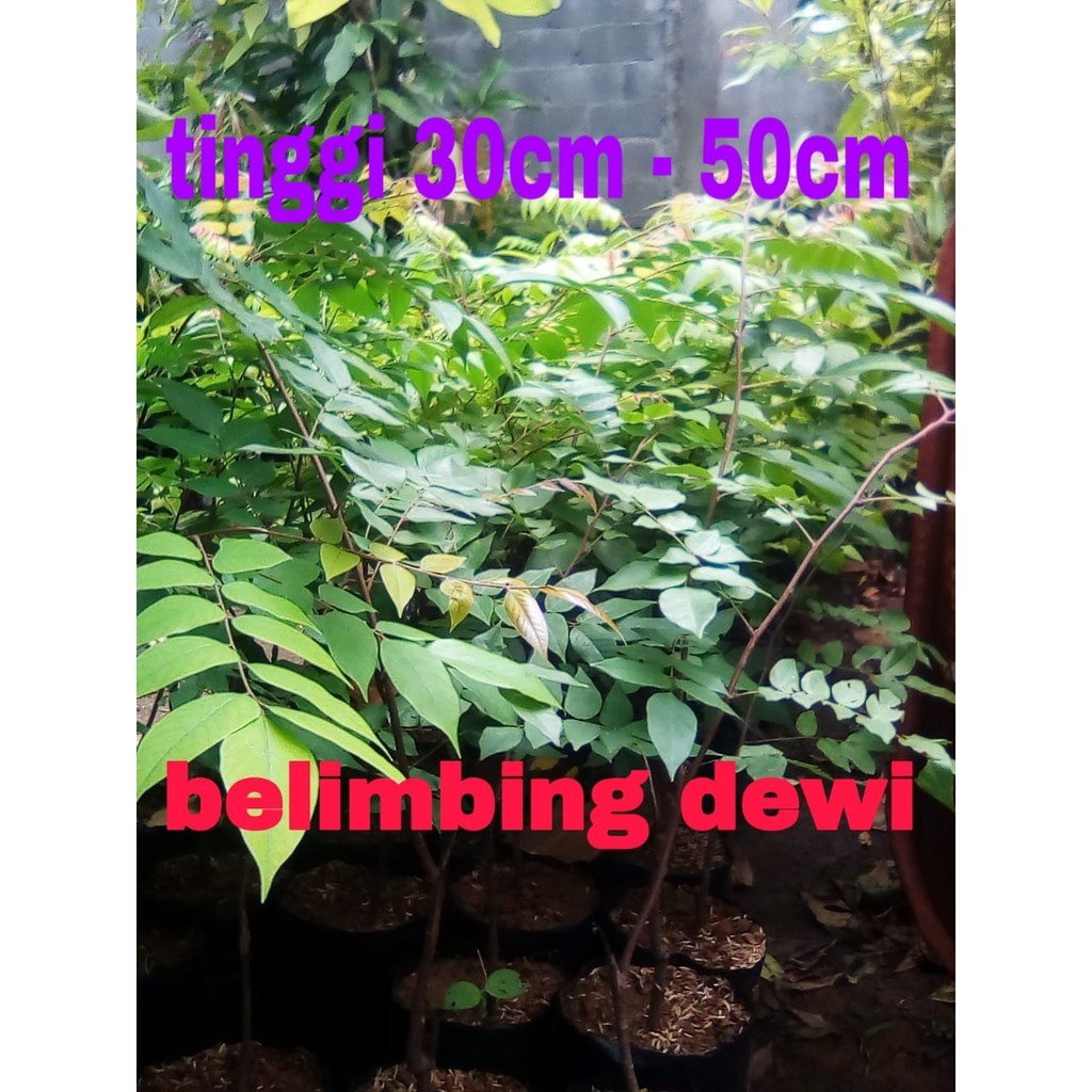 BIBIT BELIMBING DEWI SUPER OKULASI 50CM - BELIMBING DEWI - BELIMBING