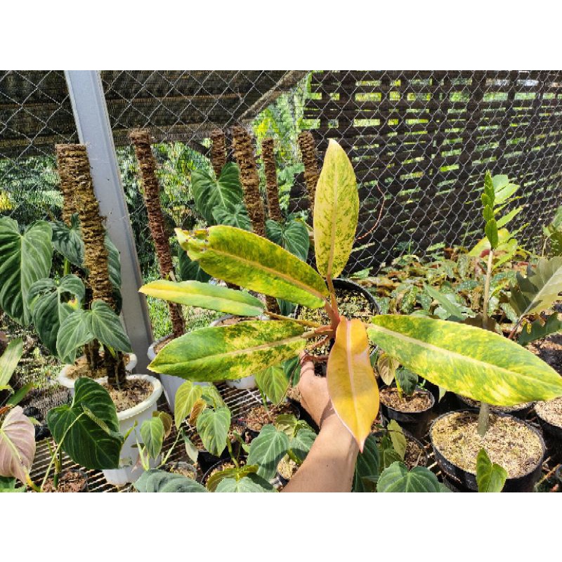 Philodendron orange marmalade tricolor - Remaja