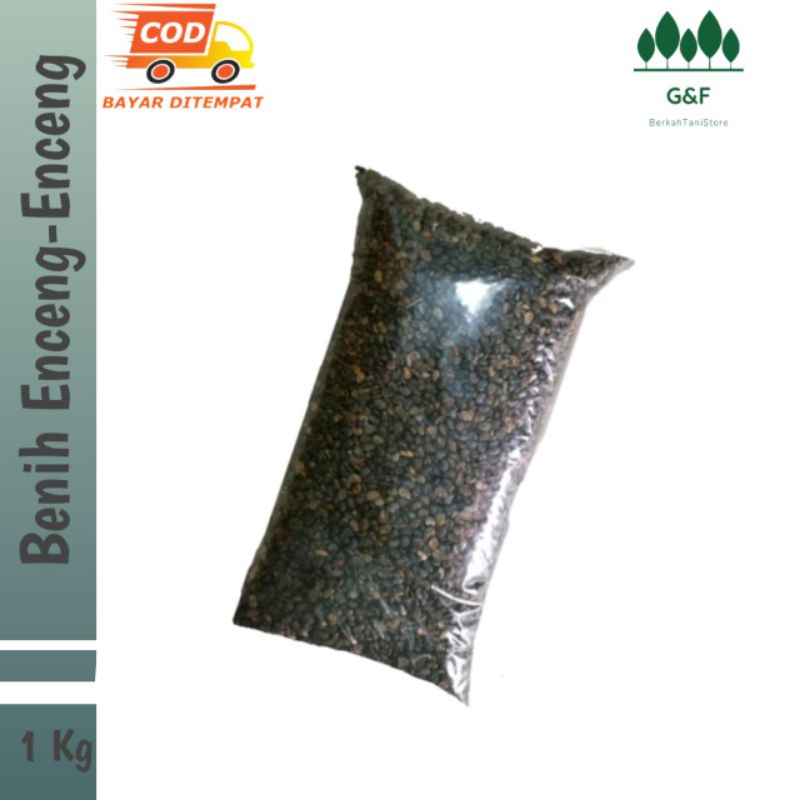 Benih Tanaman Kartok Enceng Enceng Orok Orok 1Kg