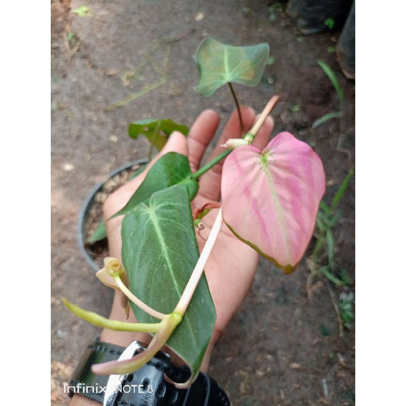 TANAMAN HIAS PHILODENDRON MICAN PINK