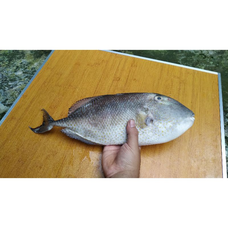 Ikan Asap Togek Ikan Ayam Ayam Asap Shopee Indonesia