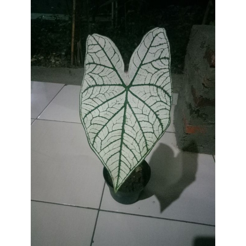 Cuci Gudang Keladi Tissue r09mkE1SQN3m5qX