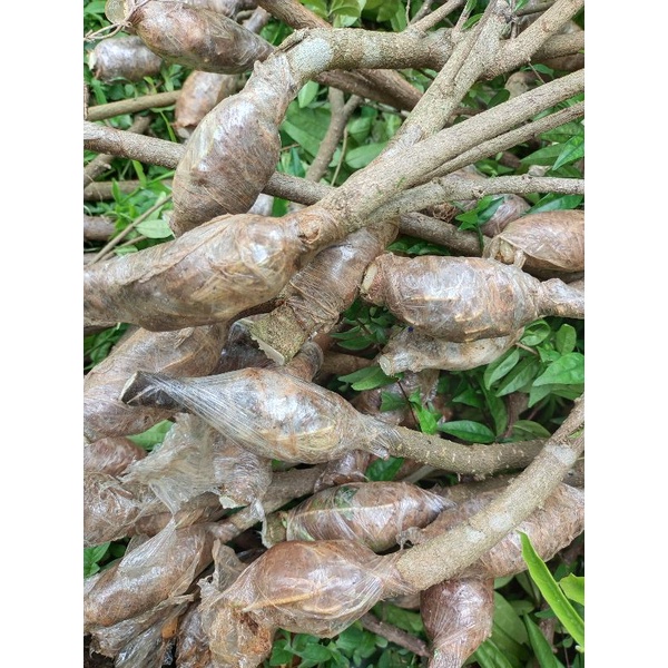 cangkokan anting putri