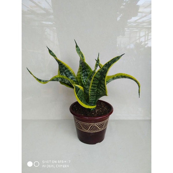 sansevieria Twister