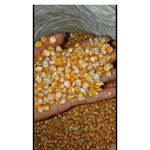 ✧ Jagung besar 1 kilo / 1kg / 1000gram untuk pakan ayam / merpati ✧-2