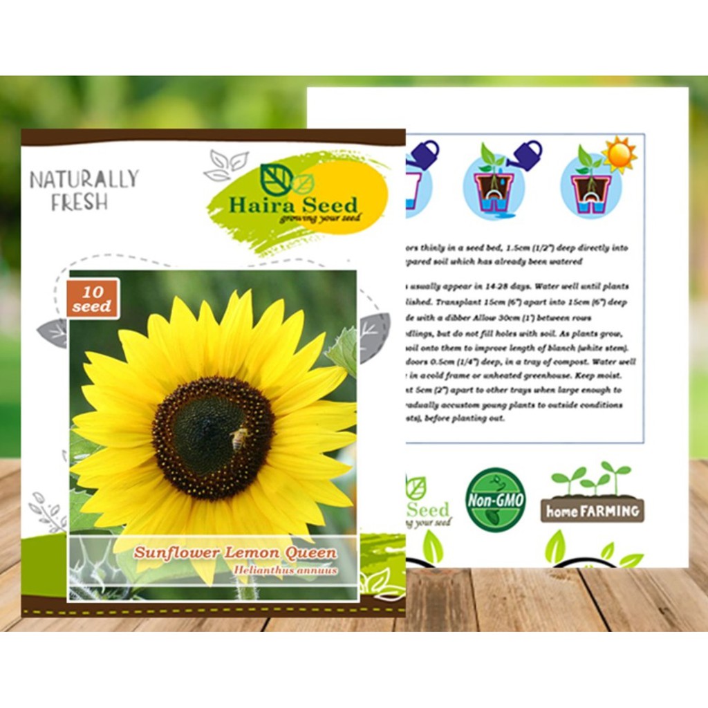 Bibit Bunga Matahari Sunflower Lemon Queen Haira Seed Kemasan Asli Pabrik Shopee Indonesia