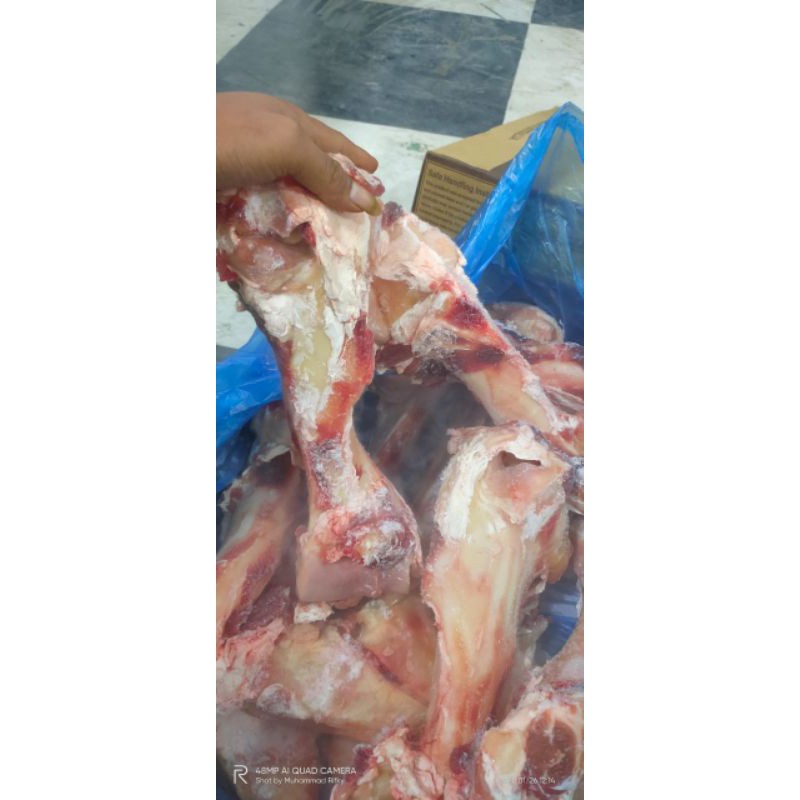 

Leg Bone Import / Tulang sumsum import