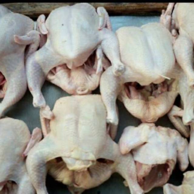 

Ayam segar
