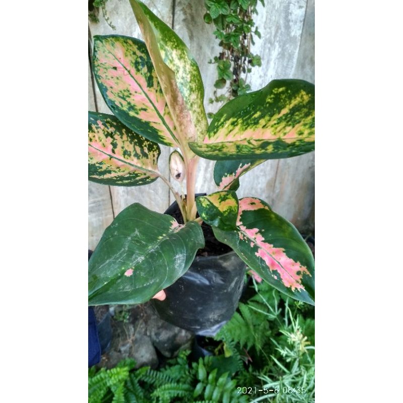 Aglonema Red Kochin - Aglonema Kochin Merah - Bibit Tanaman Hias - Bibit Bunga