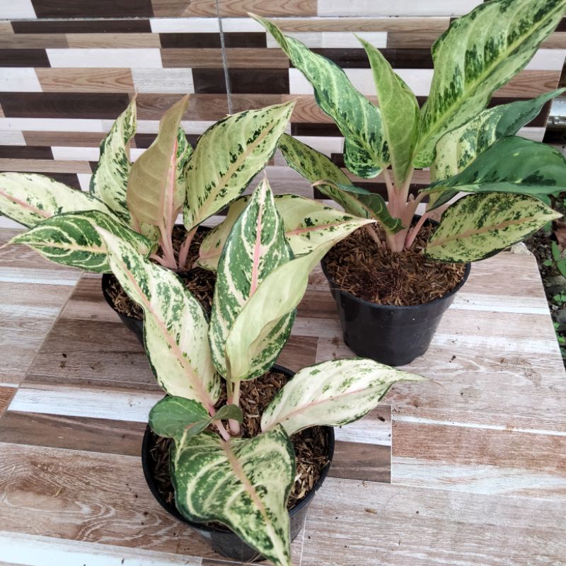 aglaonema frozen
