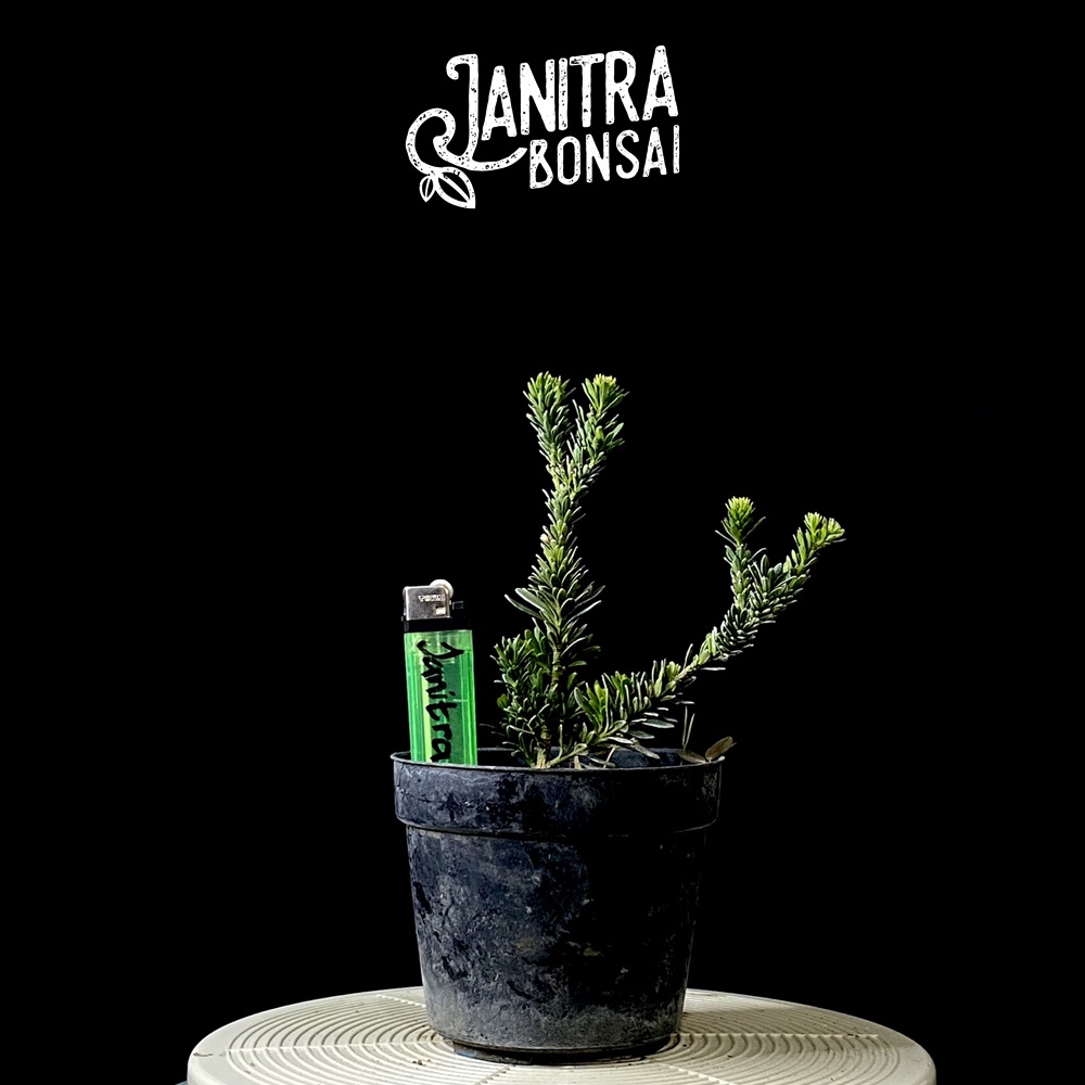 BAHAN BONSAI LOHANSUNG AIRBRUSH LOHANSUNG SUPER MICRO LOHANSUNG DAUN BERAS