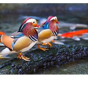 

BestSeller telur bebek hias Mandarin duck 5.5 SALE/〖5.5 FLASH SALE〗/STAR BRANDS/Star/〖5.5 Flash Sale〗