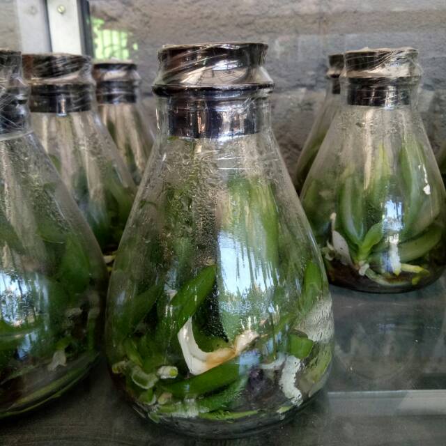 Anggrek Botol Bulan - Phalaenopsis Hybrid Botol Lab 4.6