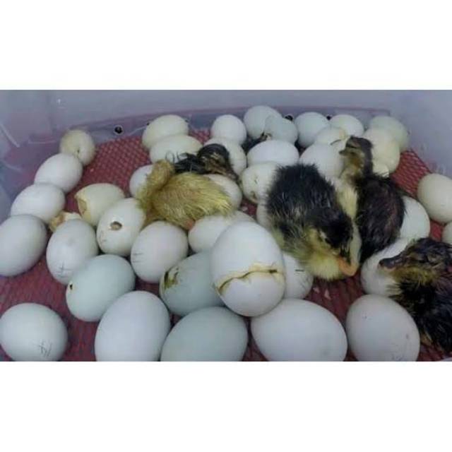 

Telur Entok/butir untuk di tetaskan