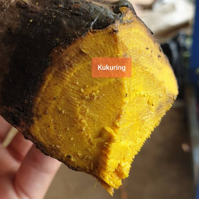 Akar Kayu Kuning Segar atau Kikuning Kikoneng