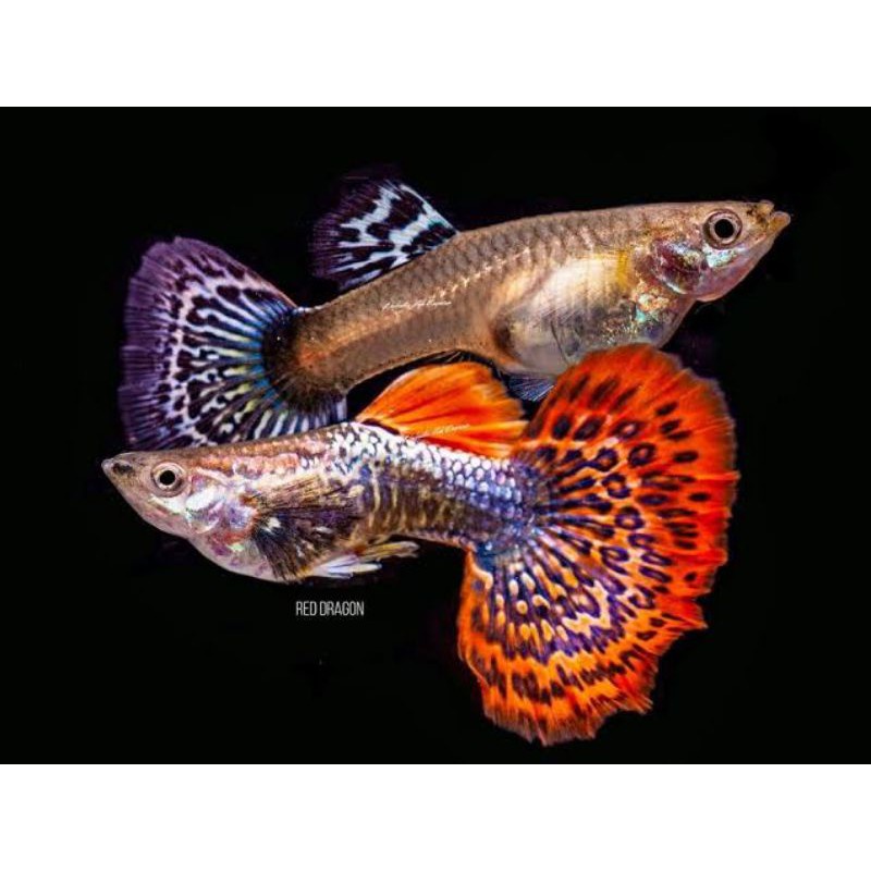 Ikan Guppy Dragon Big Aer 1 jantan 2 betina