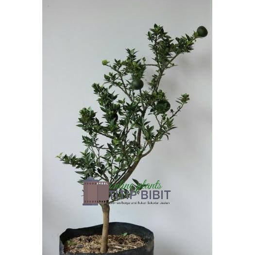 jeruk Brazil bonsai bibit tanaman buah tambulampot