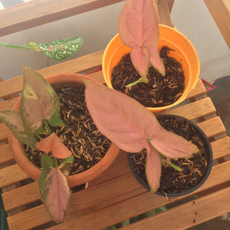 syngonium pink neon robusta