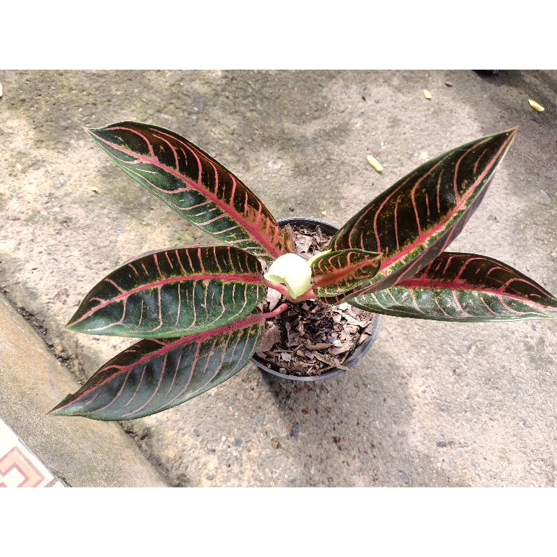 aglonema red Sumatra/POS DEWASA