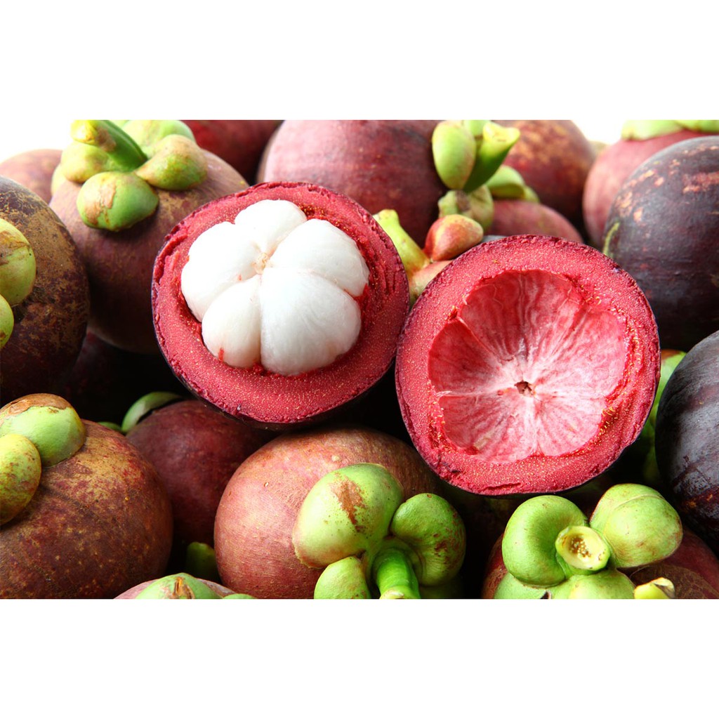 Serbuk Kulit Manggis 500 g Bubuk Mangosteen Asli Garnicia mangostana Powder