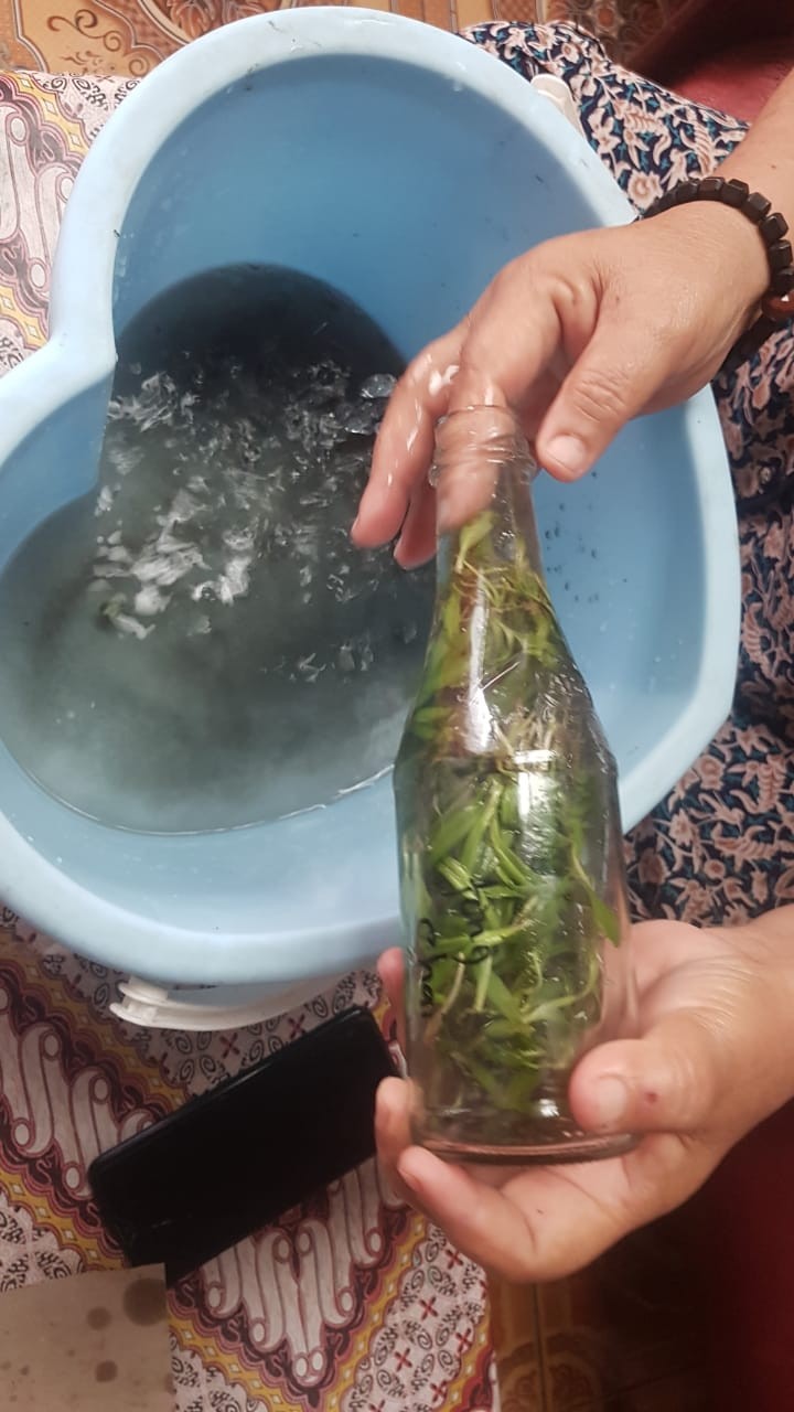 Anggrek Dendrobium Botol Hybrid Siap Aklimatisasi