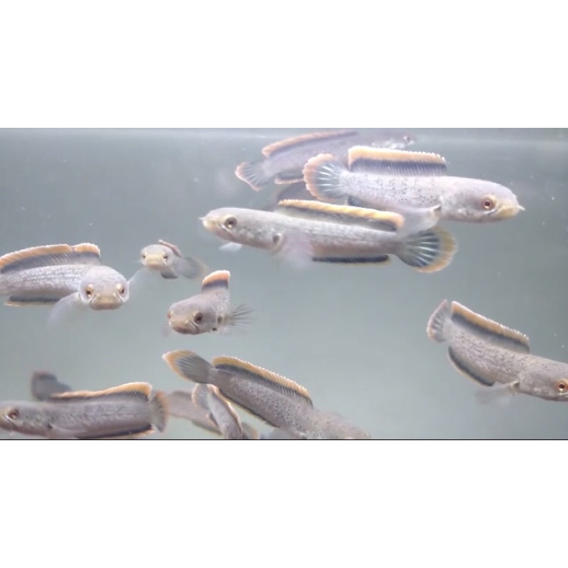 Limbata Cb Lawu(Rim Super Tebal Kualitas Grade A)