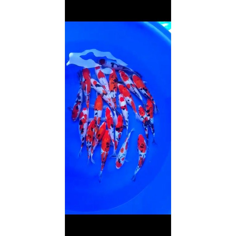 ikan koi doitsu ukuran 26-30