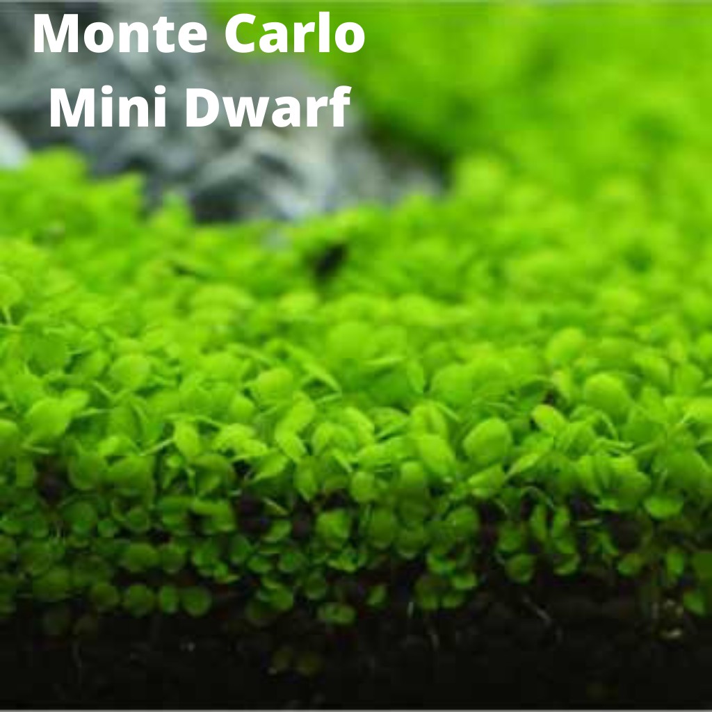 Carpet Seed Big - Small Leaf Bibit Benih Tanaman Air / Aquascape