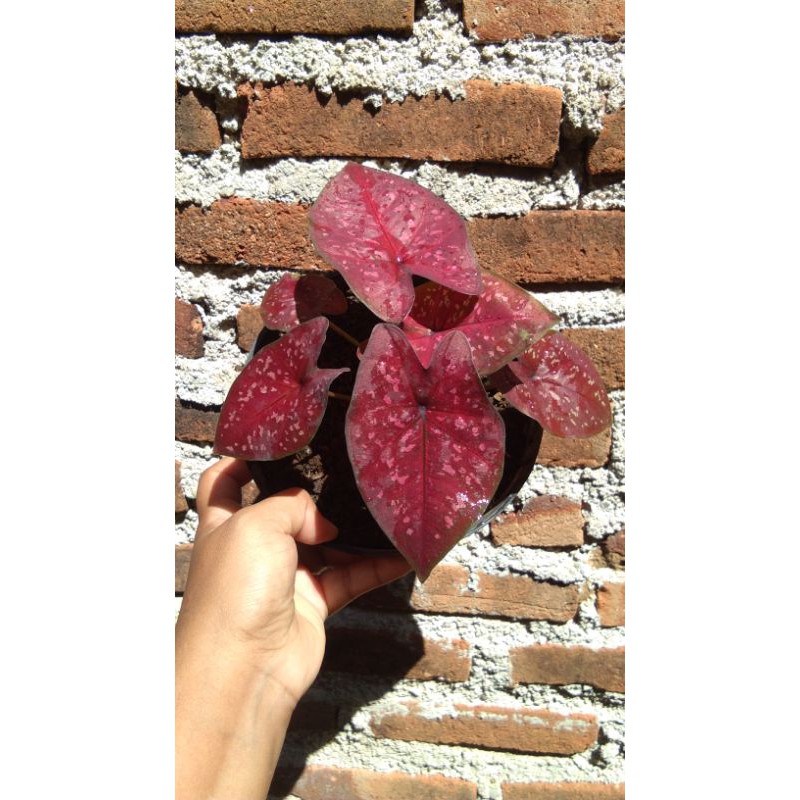 CALADIUM DEEP OF HEART (D.O.H)