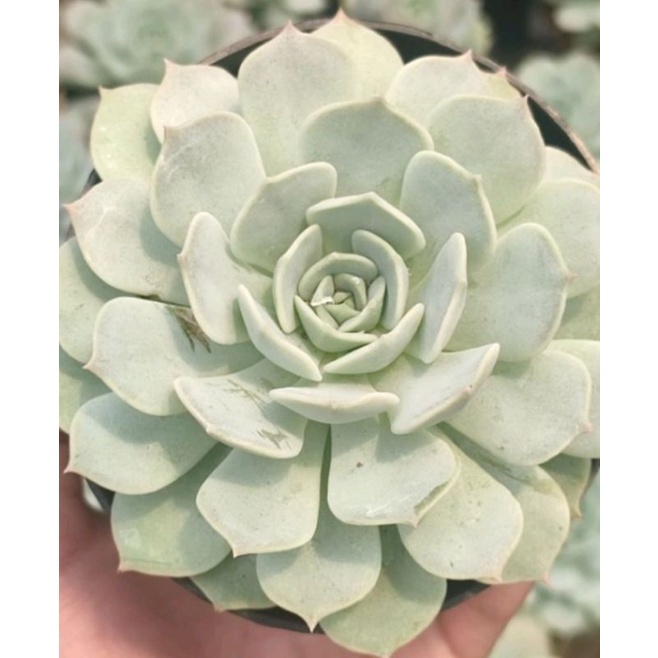 Sukulen Echeveria Lola Jumbo