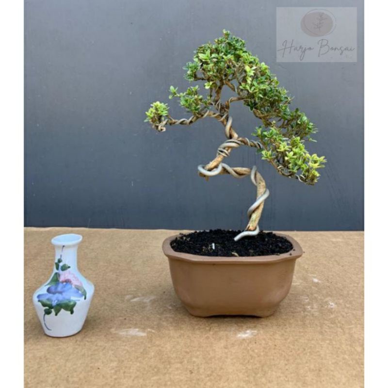 Tanaman Hias Mirten (Malpighia coccigera)/ Bahan Bonsai / Mirten varigata - BAKUL KEMBANG