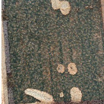 bibit lebah madu unggulan apis melifera