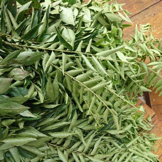 

Daun Kari Segar 200gr - Curry Leaves - Salam Koja - Tumuri