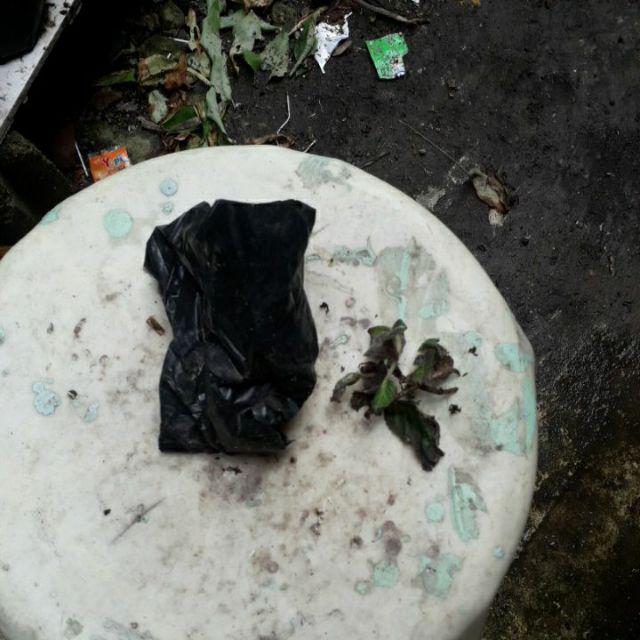 Tanaman Hias Gantung Episcia Merah / Episia Bludru Merah